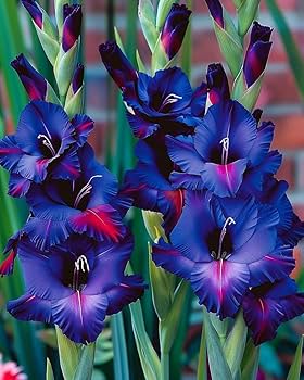 Blue Light Pink Gladiolus Flower Seeds for Planting – Heirloom Non-GMO High Germination Organic Garden Seeds