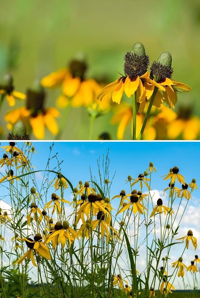 Yellow Coneflower Seeds for Planting – Heirloom Non-GMO High Germination Organic Garden Seeds