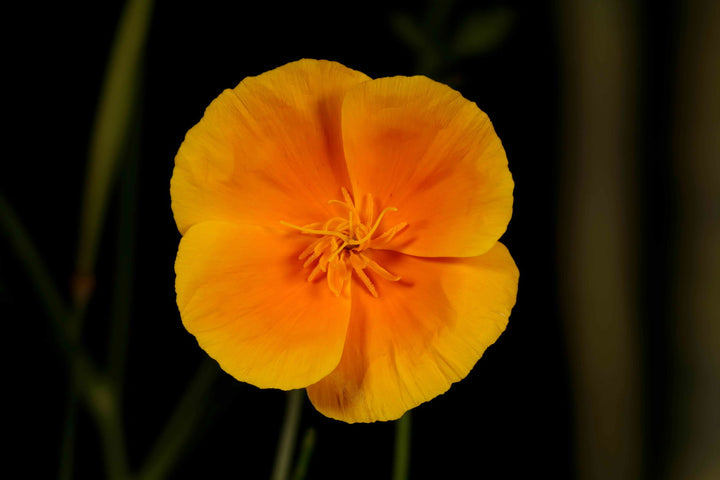 Orange Eschscholtzia Jardim Flower Seeds for Planting – Heirloom, Non-GMO, High Germination Organic Garden Seeds