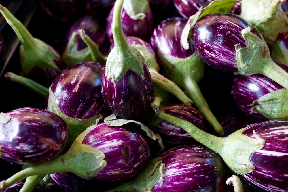 Mixed Udumalpet Eggplant Vegetable Seeds for Planting – Heirloom & Non-GMO Striped Eggplant Seeds