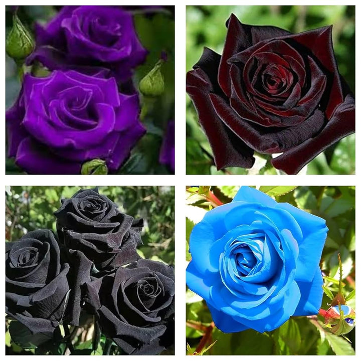 Lavender Rose Flower Seeds for Planting – Heirloom, Non-GMO, High Germination Organic Garden Seeds