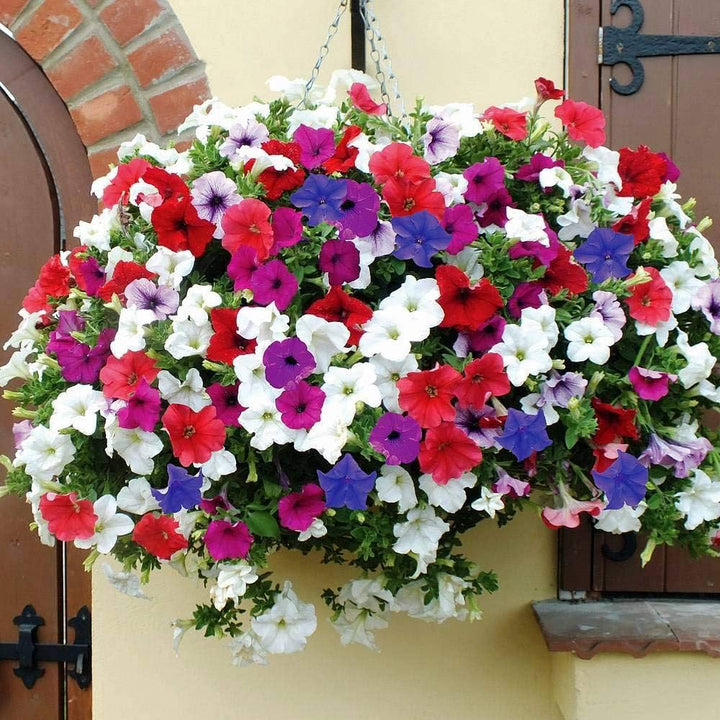 Pink Mix Petunia Hanging Flower Seeds for Planting – Heirloom, Non-GMO, High Germination Organic Garden Seeds
