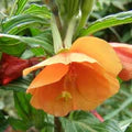Orange Evening Primrose Flower Seeds for Planting – Heirloom, Non-GMO, High Germination Organic Garden Seeds
