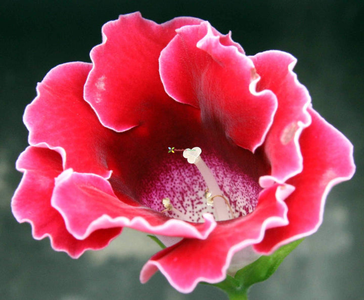 Deep Red Gloxinia Flower Seeds for Planting – Heirloom, Non-GMO, High Germination Organic Garden Seeds