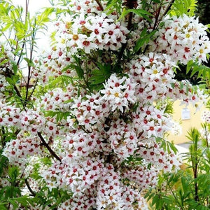 Flower Seeds, Seeds,Seeds For Planting,Plant Seeds