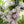 Yellowhorn Tree Seeds (Xanthoceras Sorbifolium) – Sun-Loving Heirloom Non-GMO Seeds for Garden Planting