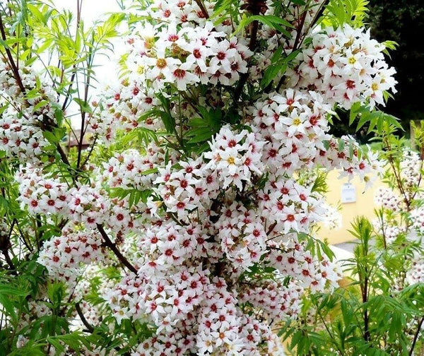 Yellowhorn Tree Seeds (Xanthoceras Sorbifolium) – Sun-Loving Heirloom Non-GMO Seeds for Garden Planting