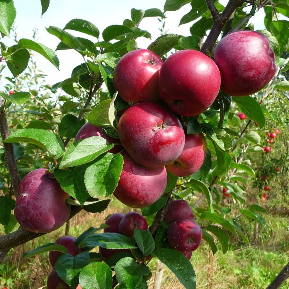 Fruit Seeds,Garden seeds, Seeds For Planting,Plant Seeds