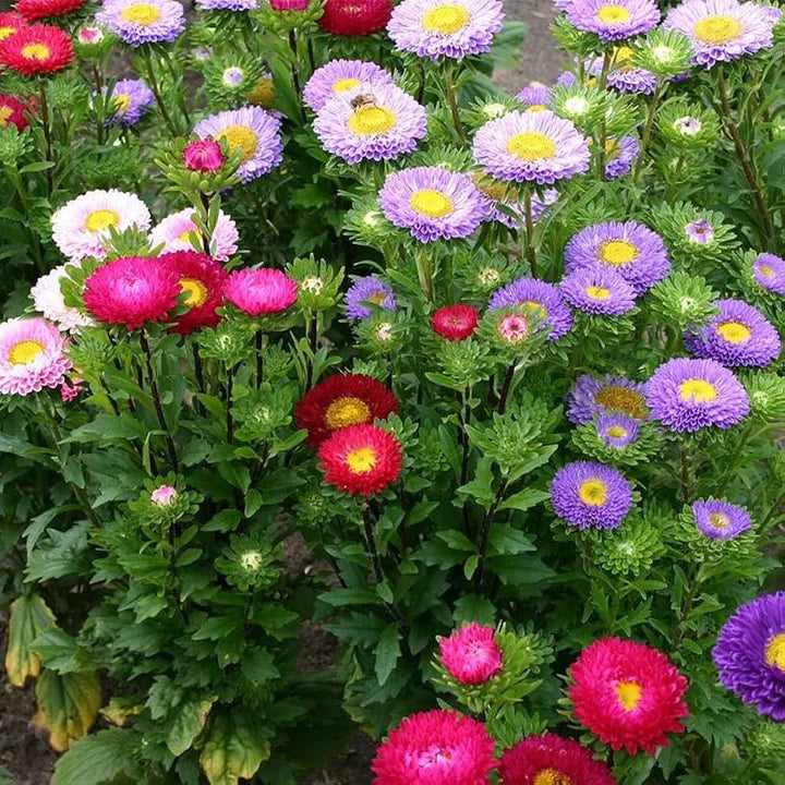 Aster Matsumoto Flower Seeds for Planting – Heirloom & Non-GMO Annual Cut Flower Variety