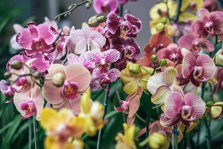 Mixed Phalaenopsis Orchid Flower Seeds for Planting – Heirloom, Non-GMO, High Germination Organic Garden Seeds