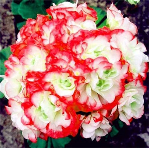 Flower Seeds, Seeds,Seeds For Planting,Plant Seeds
