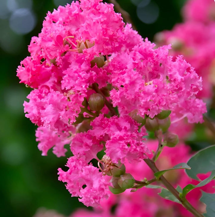Pink Fraseri Serrulata Flower Seeds for Planting – Heirloom Non-GMO, High Germination Organic Garden Seeds