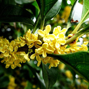 Flower Seeds, Seeds,Seeds For Planting,Plant Seeds