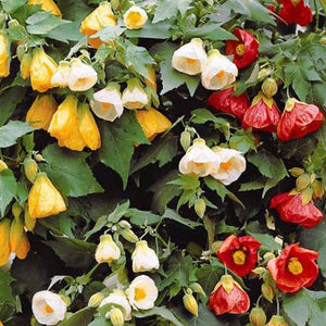 Flower Seeds, Seeds,Seeds For Planting,Plant Seeds