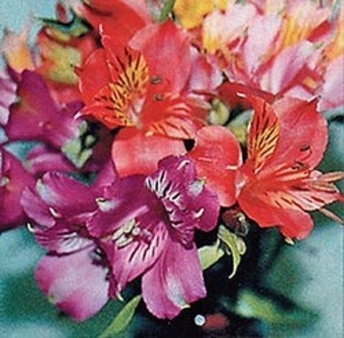 Alstroemeria Flower Seeds for Planting – Wildflower Mix, Heirloom, Non-GMO, High Germination Organic Garden Seeds for Home Garden
