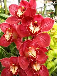 Cymbidium Orchid Flower Seeds for Planting – Heirloom, Non-GMO, High Germination Organic Garden Seeds for Home & Cut Flower Gardens
