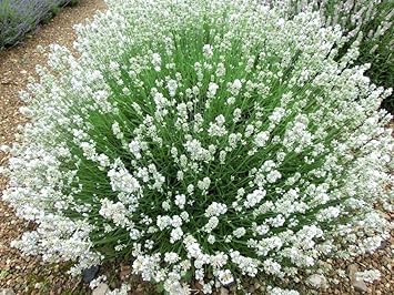 Flower Seeds, Seeds,Seeds For Planting,Plant Seeds