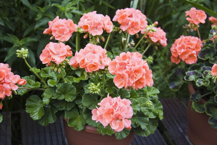 Pink Cream Geranium Flower Seeds for Planting – Heirloom, Non-GMO, High Germination Organic Garden Seeds