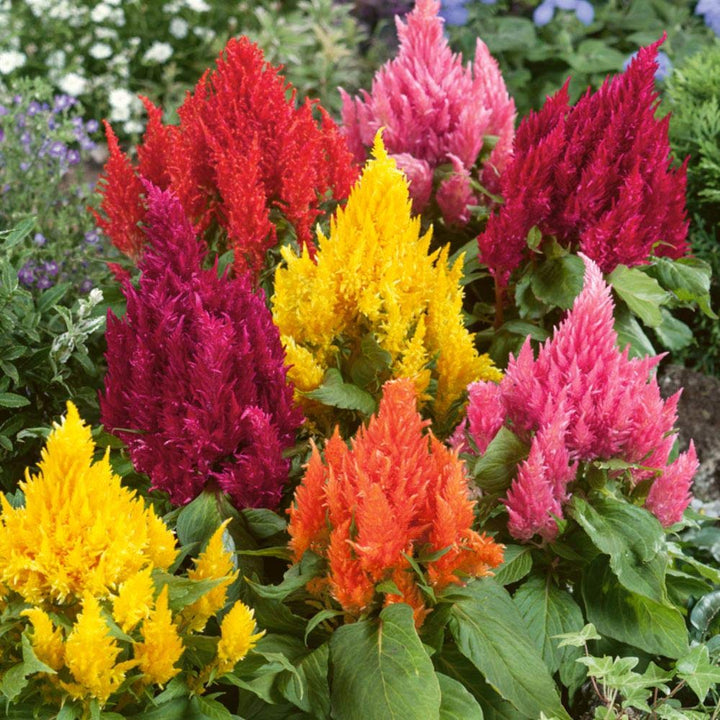 Flower Seeds, Seeds,Seeds For Planting,Plant Seeds