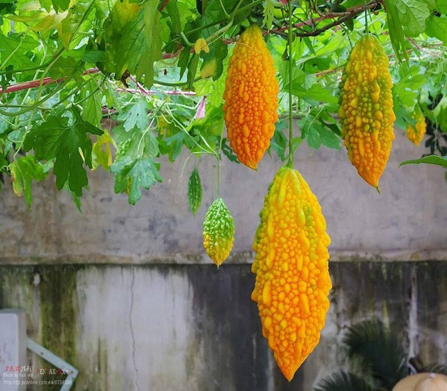 Orange Bitter Gourd Vegetable Seeds for Planting – Heirloom & Non-GMO Seeds for Nutritious Bitter Fruit Harvests