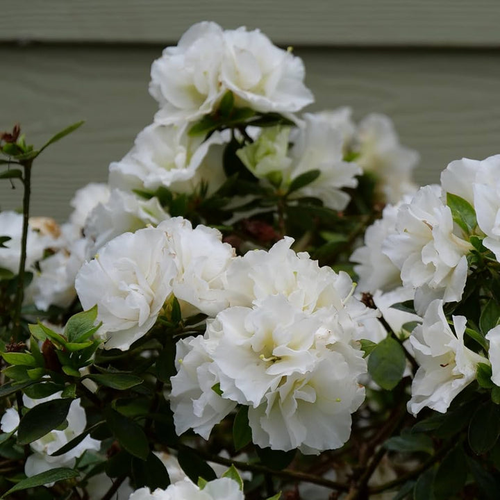 Rhododendron Flower Seeds for Planting – Heirloom, Non-GMO Colorful Organic Garden Seeds