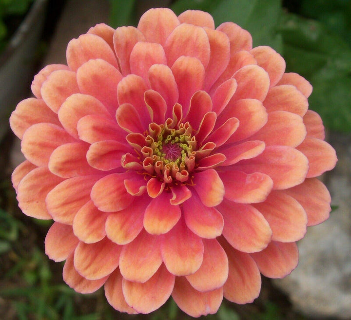Flower Seeds, Seeds,Seeds For Planting,Plant Seeds