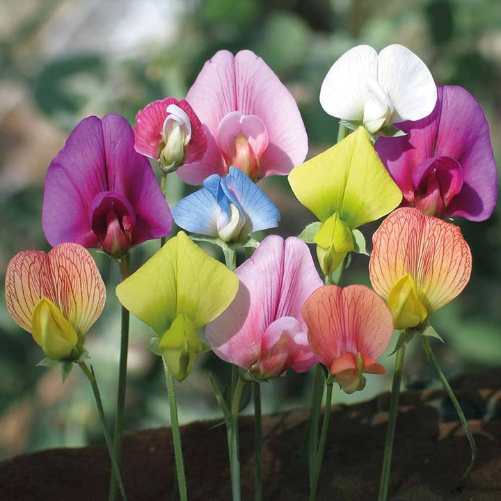 Multi Sweet Pea Flower Seeds for Planting – Low Maintenance Heirloom Non-GMO Seeds for Home Garden