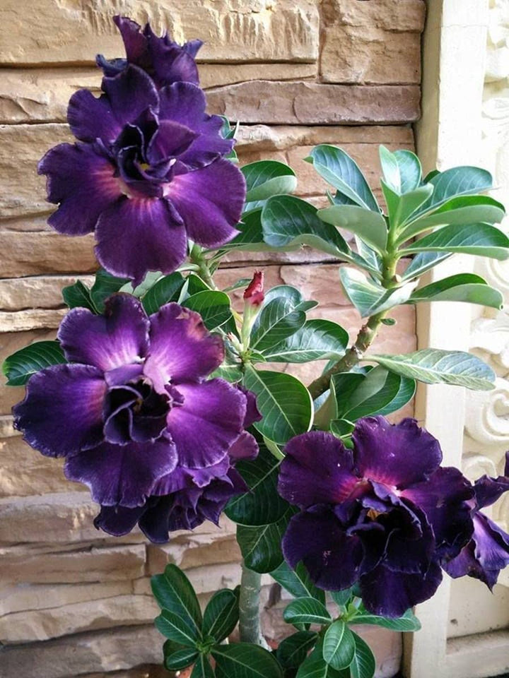 Violet Adenium Flower Seeds for Planting - Heirloom, Non-GMO, High Germination Organic Garden Seeds