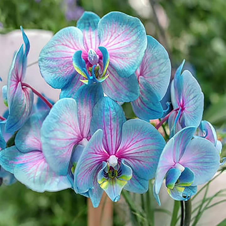 Light Blue Orchid Phalaenopsis Flower Seeds for Planting – Heirloom Non-GMO Organic Garden Seeds