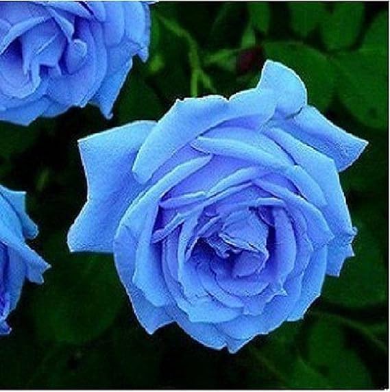 Blue Rose Flower Seeds for Planting – Heirloom, Non-GMO, High Germination Organic Garden Seeds