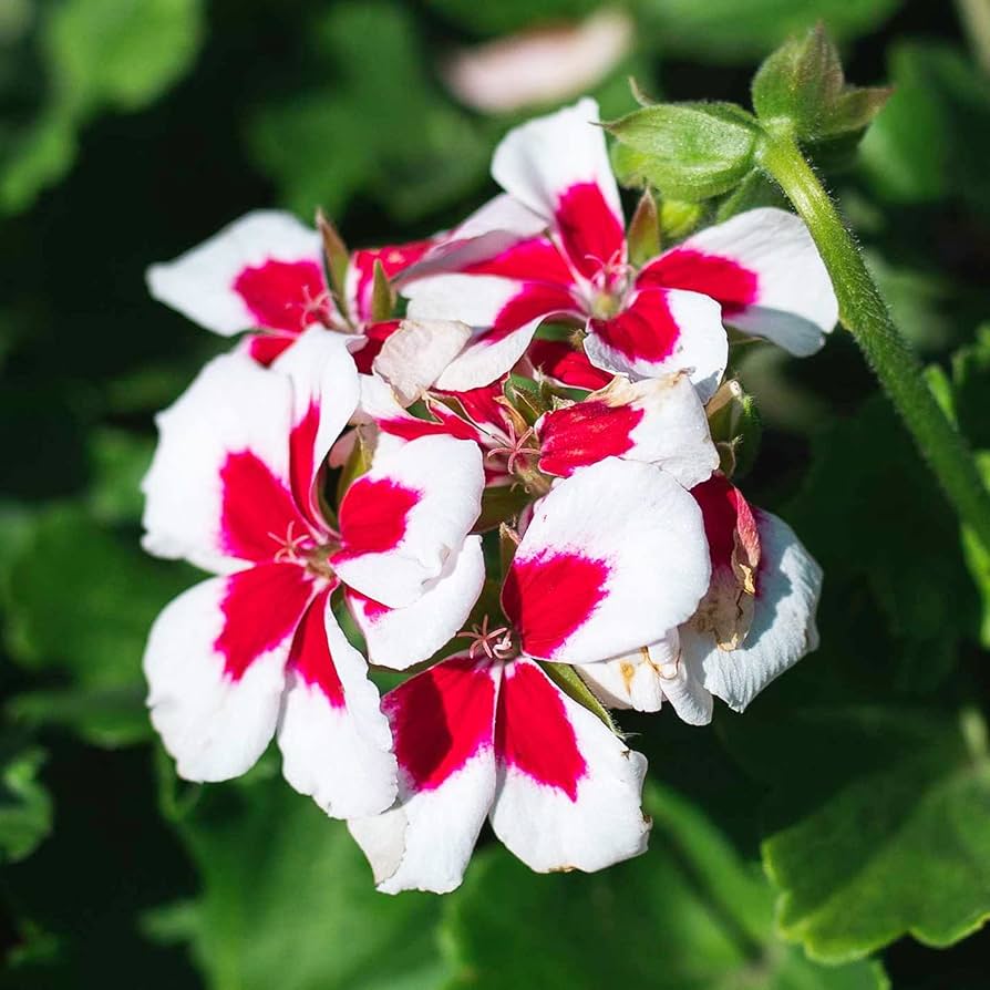 White & Red Geranium Flower Seeds for Planting – Heirloom Non-GMO High Germination Seeds