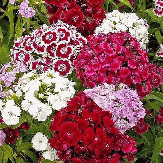 Mixed William Flower Seeds for Planting - Heirloom, Non-GMO, High Germination Organic Garden Seeds