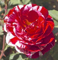Red and White Rose Flower Seeds for Planting – Heirloom, Non-GMO, Fragrant Bloom Garden Seeds