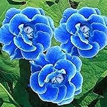 Blue Brazilian Gloxinia Flower Seeds for Planting - Heirloom, Non-GMO, High Germination Organic Garden Seeds for Tropical Blooms
