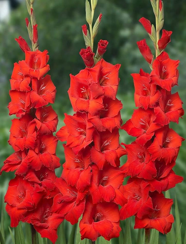 Flower Seeds, Seeds,Seeds For Planting,Plant Seeds