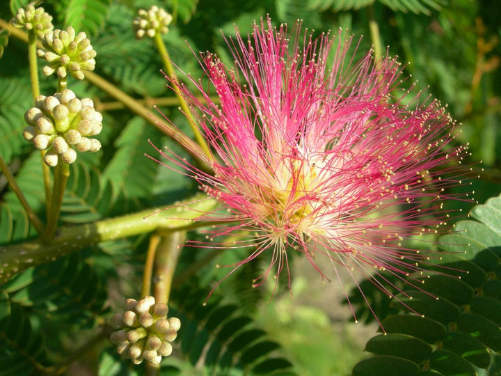 Perfume Albizia Mimosa Flower Seeds for Planting | Heirloom Non-GMO Pollinator Friendly Seeds
