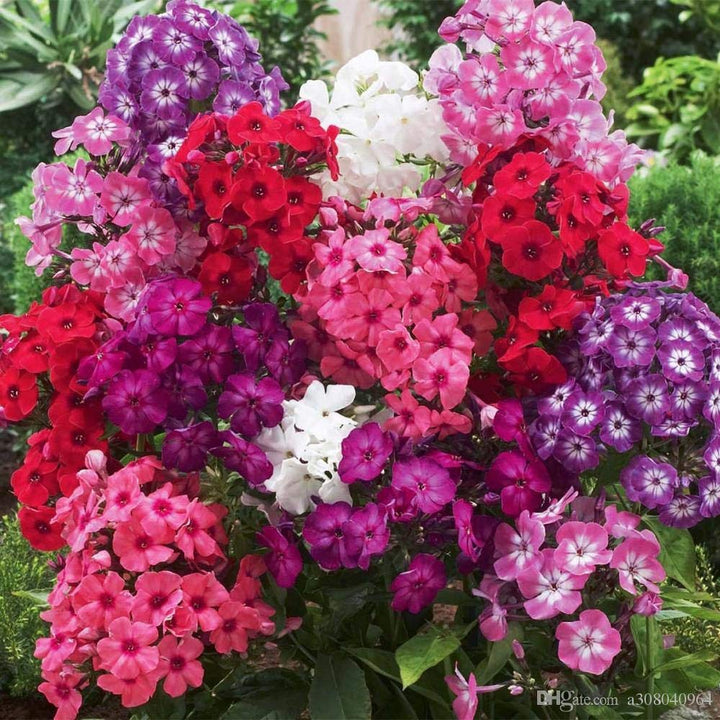 Mix Creeping Phlox Flower seeds for Planting - Long Bloom Season, Heirloom & GMO Free Seeds for Home Garden