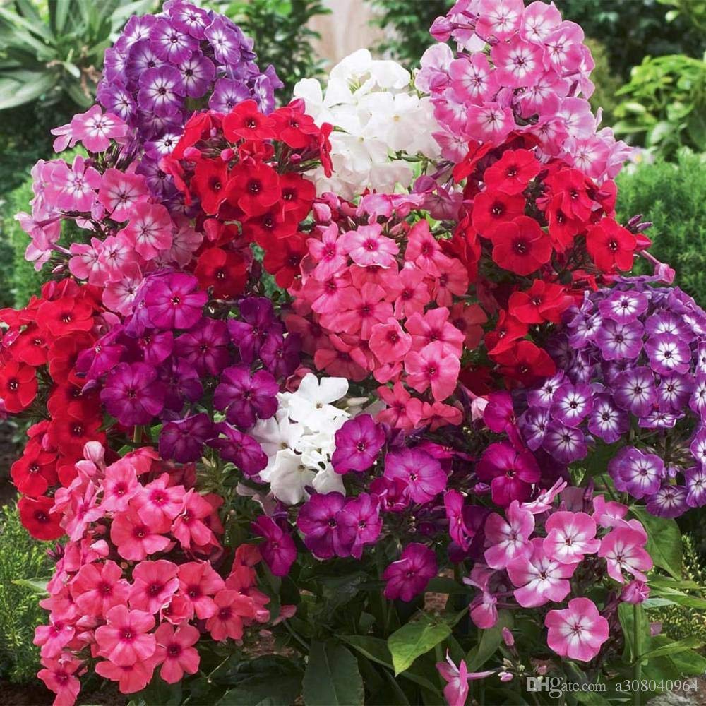 Mix Creeping Phlox Flower seeds for Planting - Long Bloom Season, Heirloom & GMO Free Seeds for Home Garden