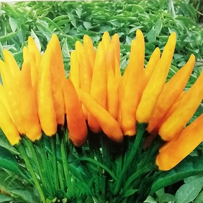 Pepperoncini Seeds for Planting – Heirloom, Non-GMO, Mild Italian Pickling Pepper – High Germination