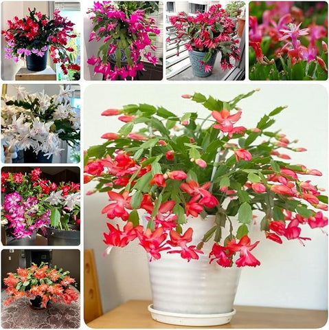 Flower Seeds, Seeds,Seeds For Planting,Plant Seeds