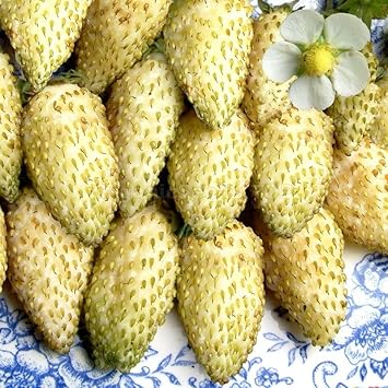 Fruit Seeds,Garden seeds, Seeds For Planting,Plant Seeds