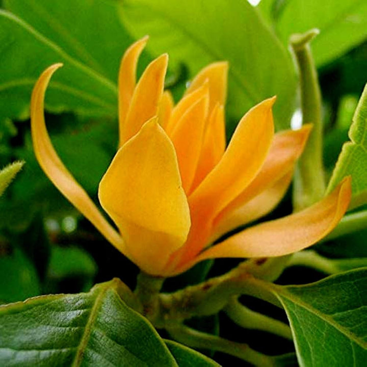 Cream Michelia Flower Seeds for Planting – Fragrant Blooming Garden Plant