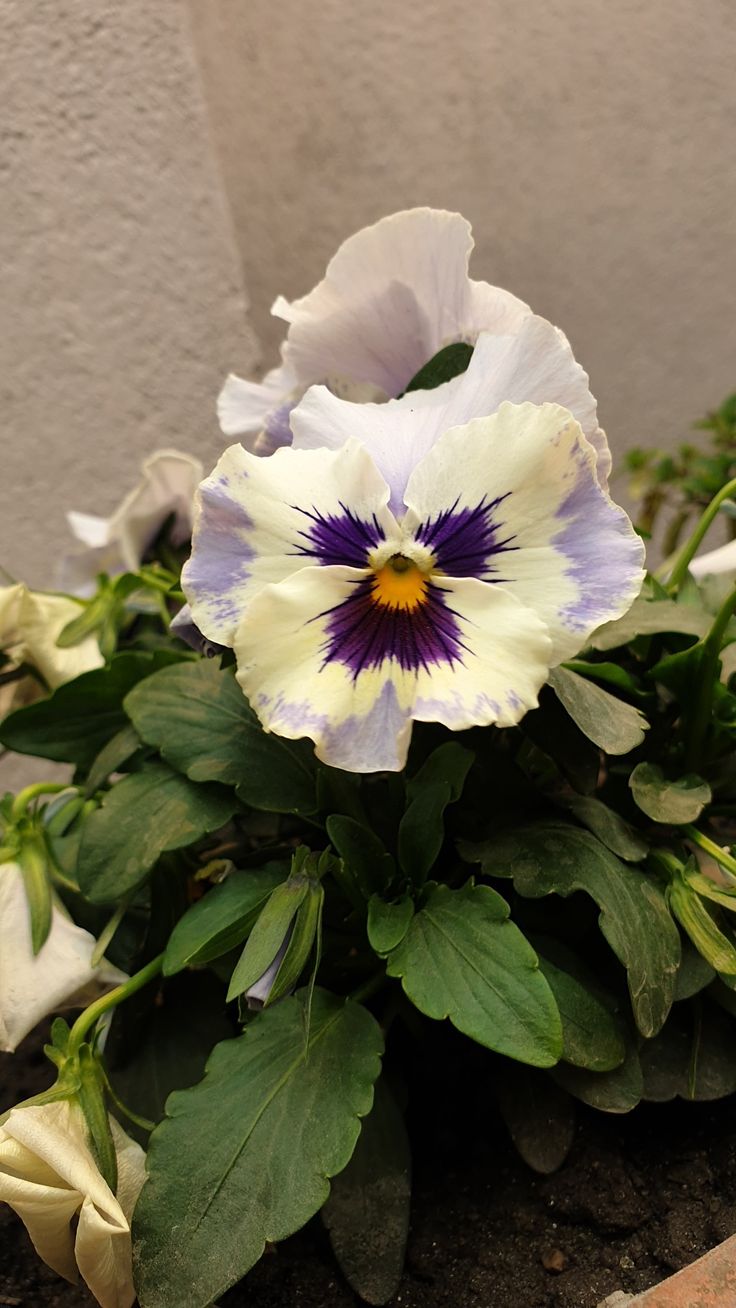 Purple Cream Pansy Flower Seeds for Planting – Heirloom, Non-GMO, High Germination Organic Garden Seeds