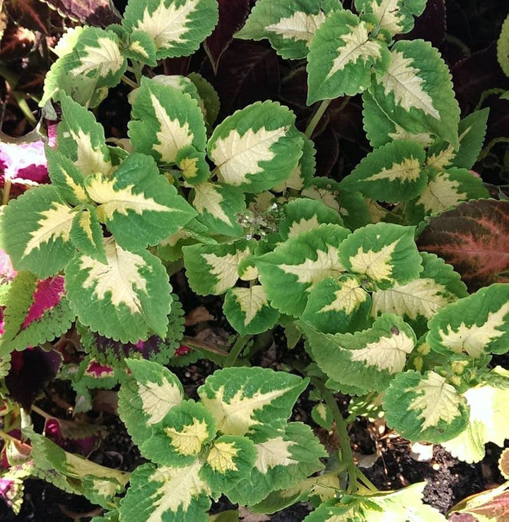 Green White Coleus Flower Seeds for Planting – Heirloom Non-GMO, High Germination Organic Garden Seeds