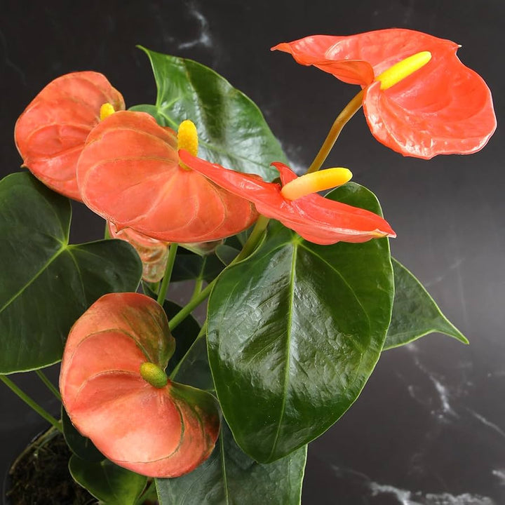 Anthurium Orange Flower Seeds for Planting – Heirloom Non-GMO, High Germination Organic Garden Seeds