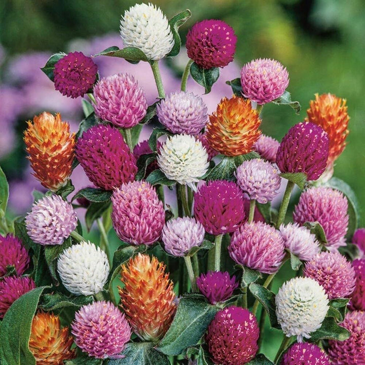 Gomphrena Flower Seeds for Planting – Heirloom, Non-GMO, High Germination Organic Garden Seeds