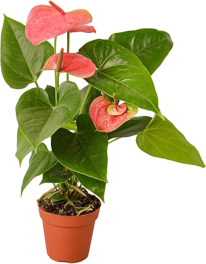 Anthurium Light Red Flower Seeds for Planting – Heirloom, Non-GMO, Low-Maintenance High Germination Seeds