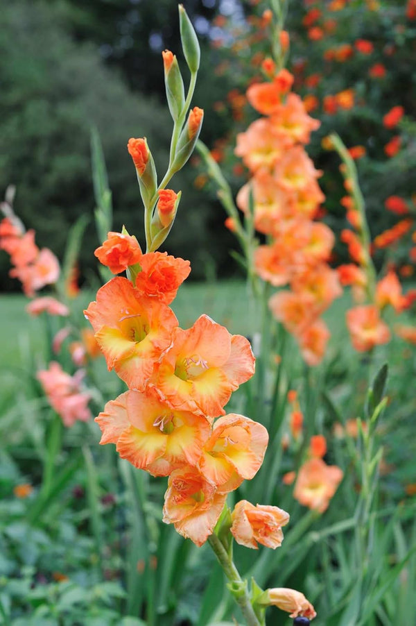 Flower Seeds, Seeds,Seeds For Planting,Plant Seeds