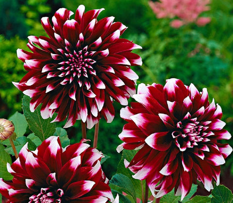 Flower Seeds, Seeds,Seeds For Planting,Plant Seeds