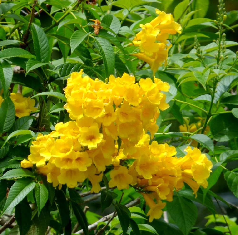 Flower Seeds, Seeds,Seeds For Planting,Plant Seeds